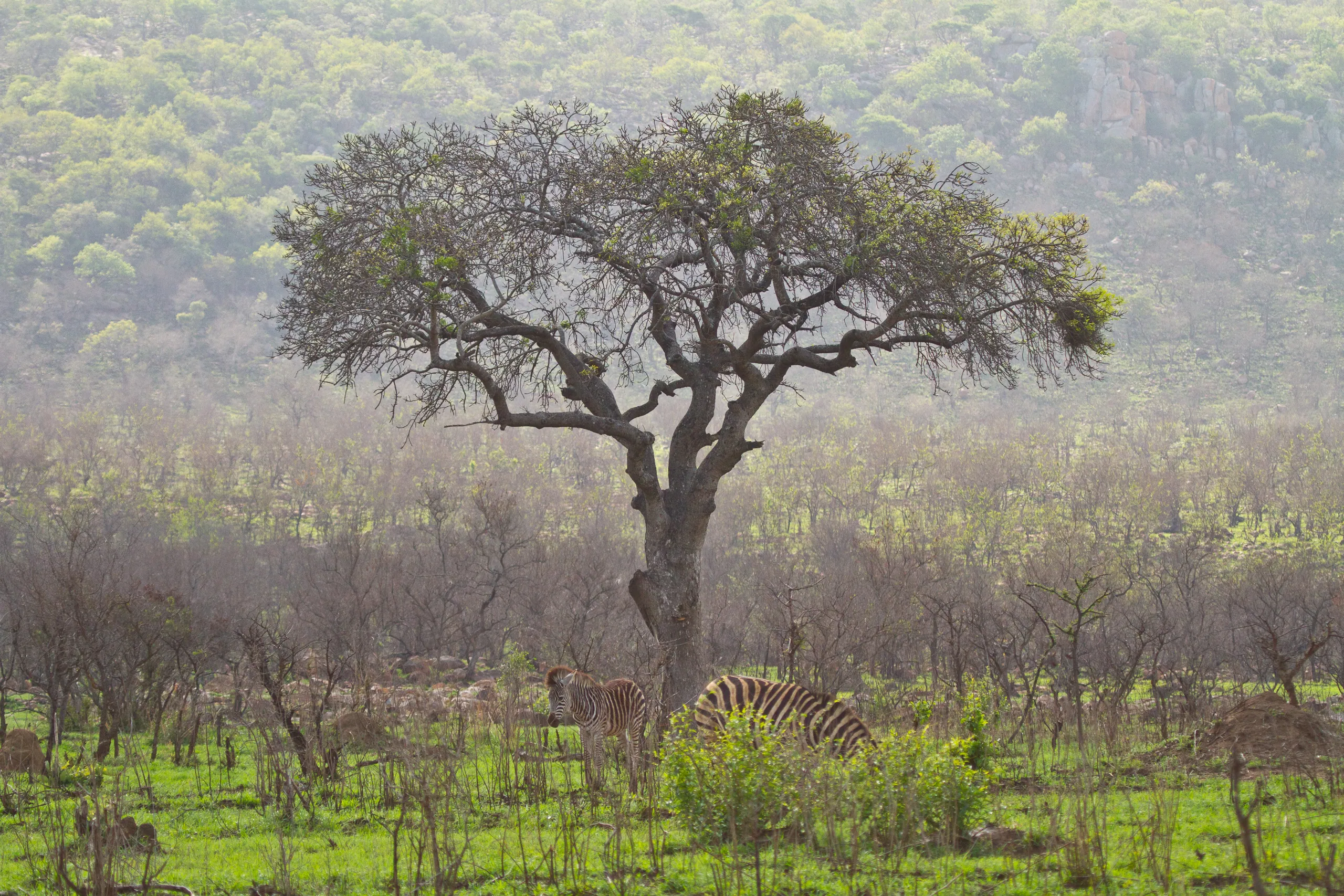 Kruger Park Landscape