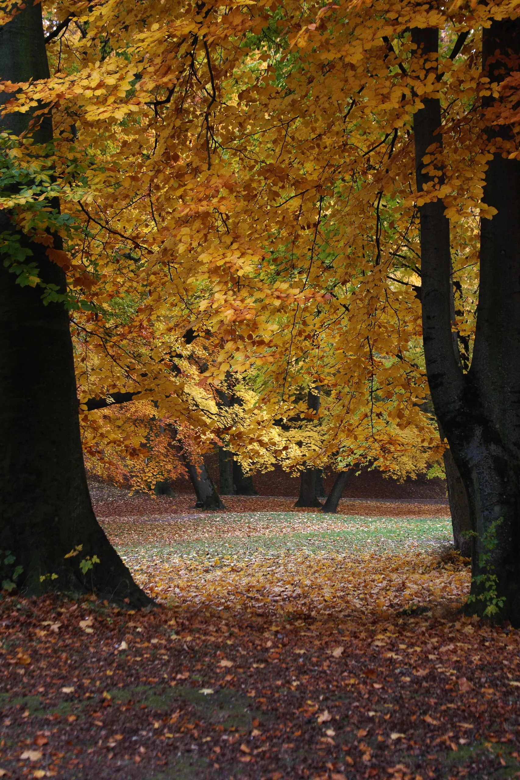 Autumn Colours in the Englischer Garten