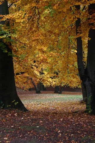 Autumn Colours in the Englischer Garten