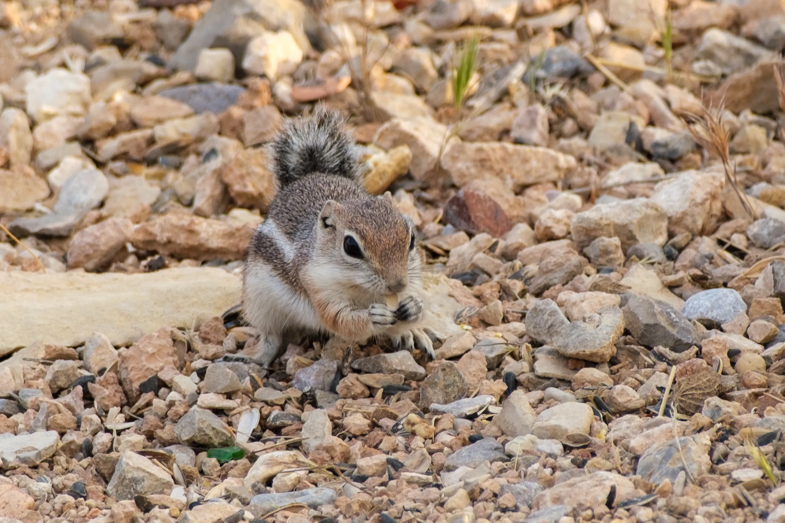 Ground Squirrel