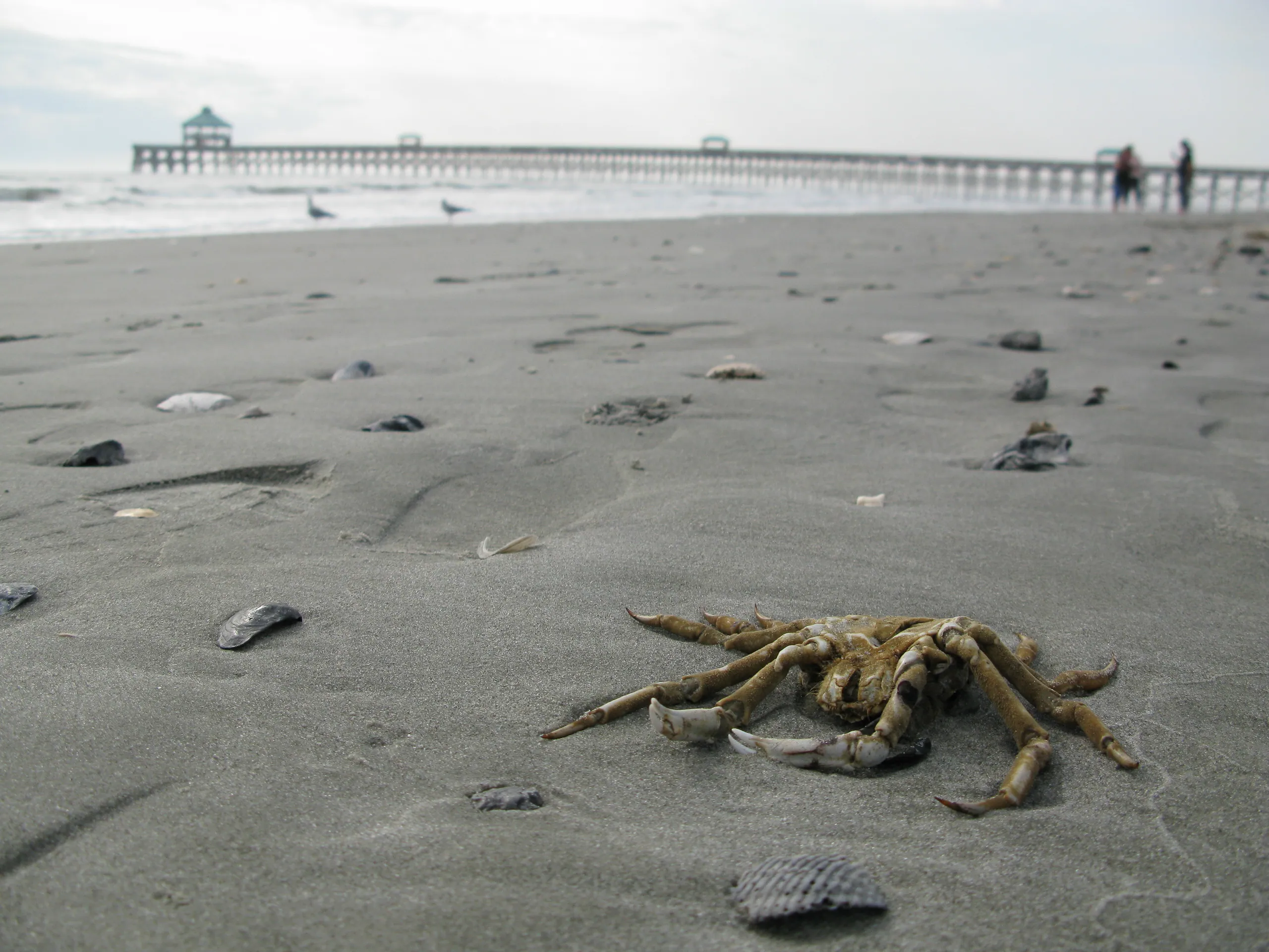 Dead Crab