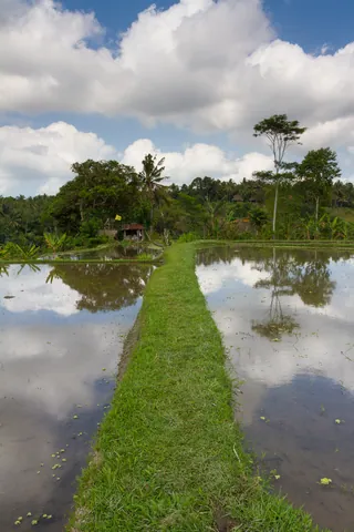 Rice Paddy in Kedewatan Village, Sayan Valley
