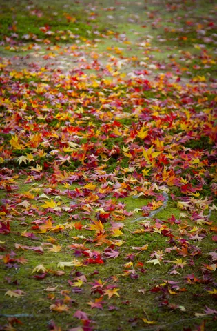 Autumn colour leaf fall in the garden of the Golden Pavilion, Kyoto