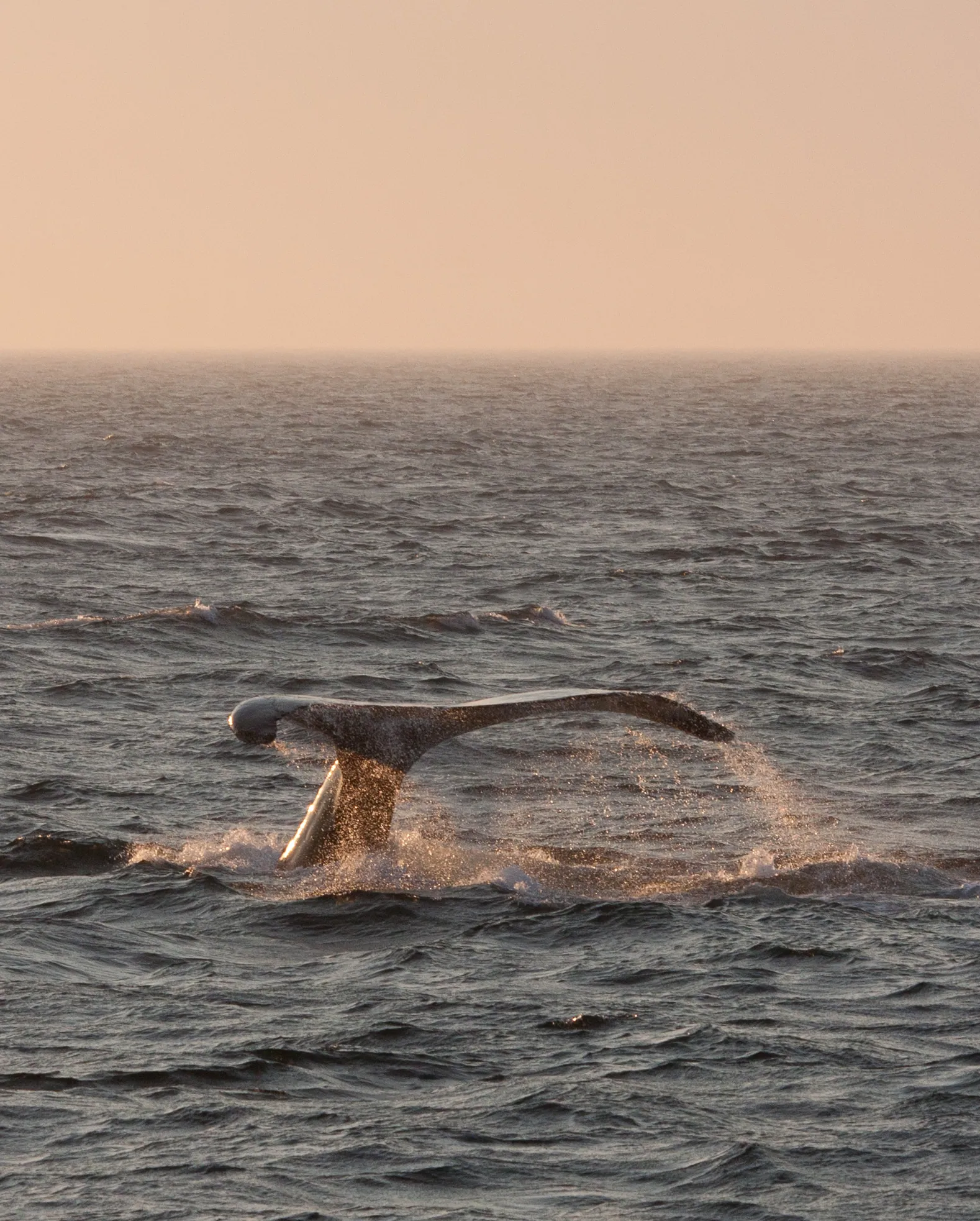 Humpback Whale Fluke at Dusk, Stellwagen Bank