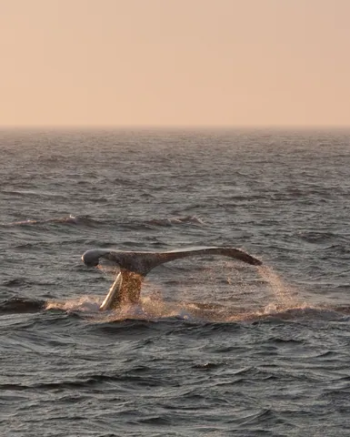 Humpback Whale Fluke at Dusk, Stellwagen Bank