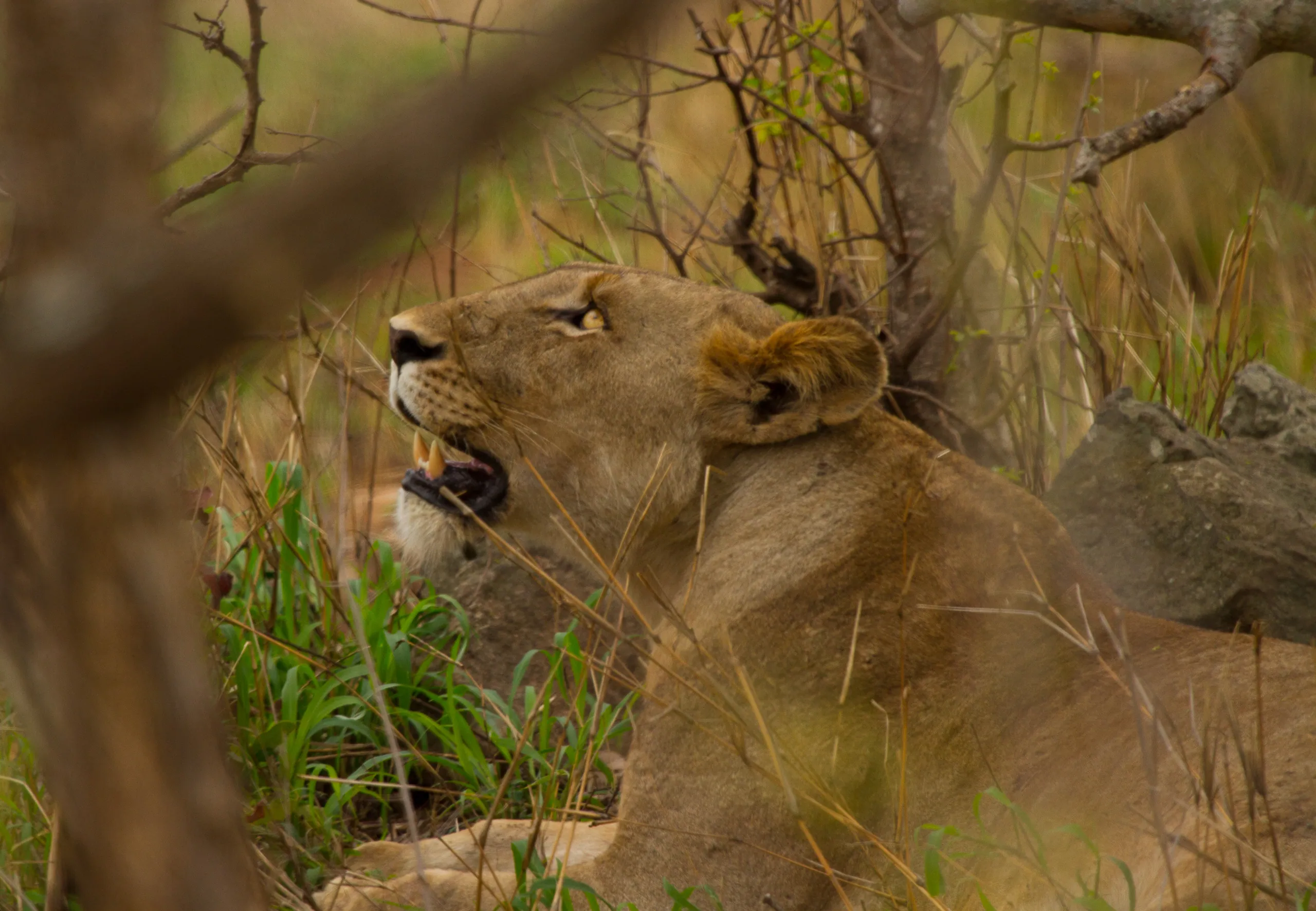 Lioness