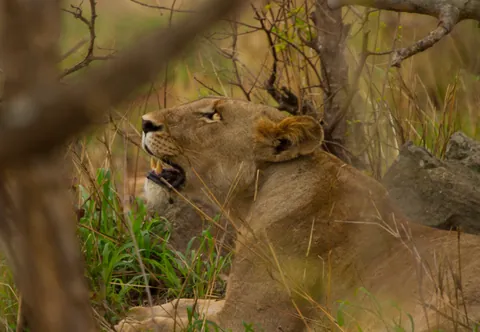 Lioness
