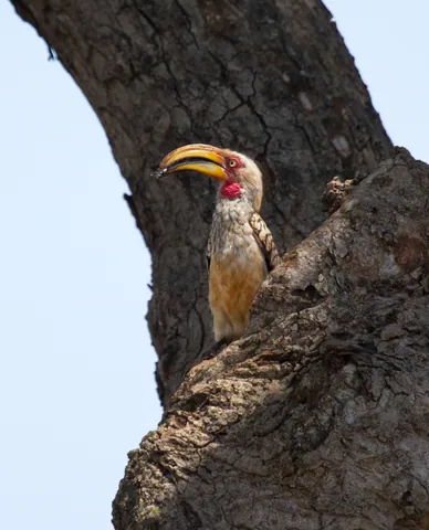 Hornbill