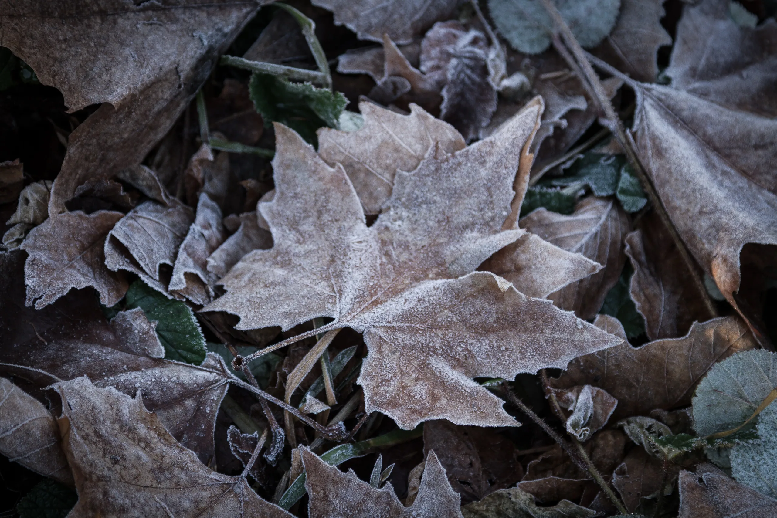 Frosty Maple Leaf at Anglesey Abbey