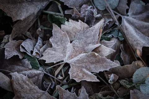 Frosty Maple Leaf at Anglesey Abbey