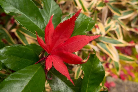 Fallen maple leaf at Koto-in Temple, Kyoto