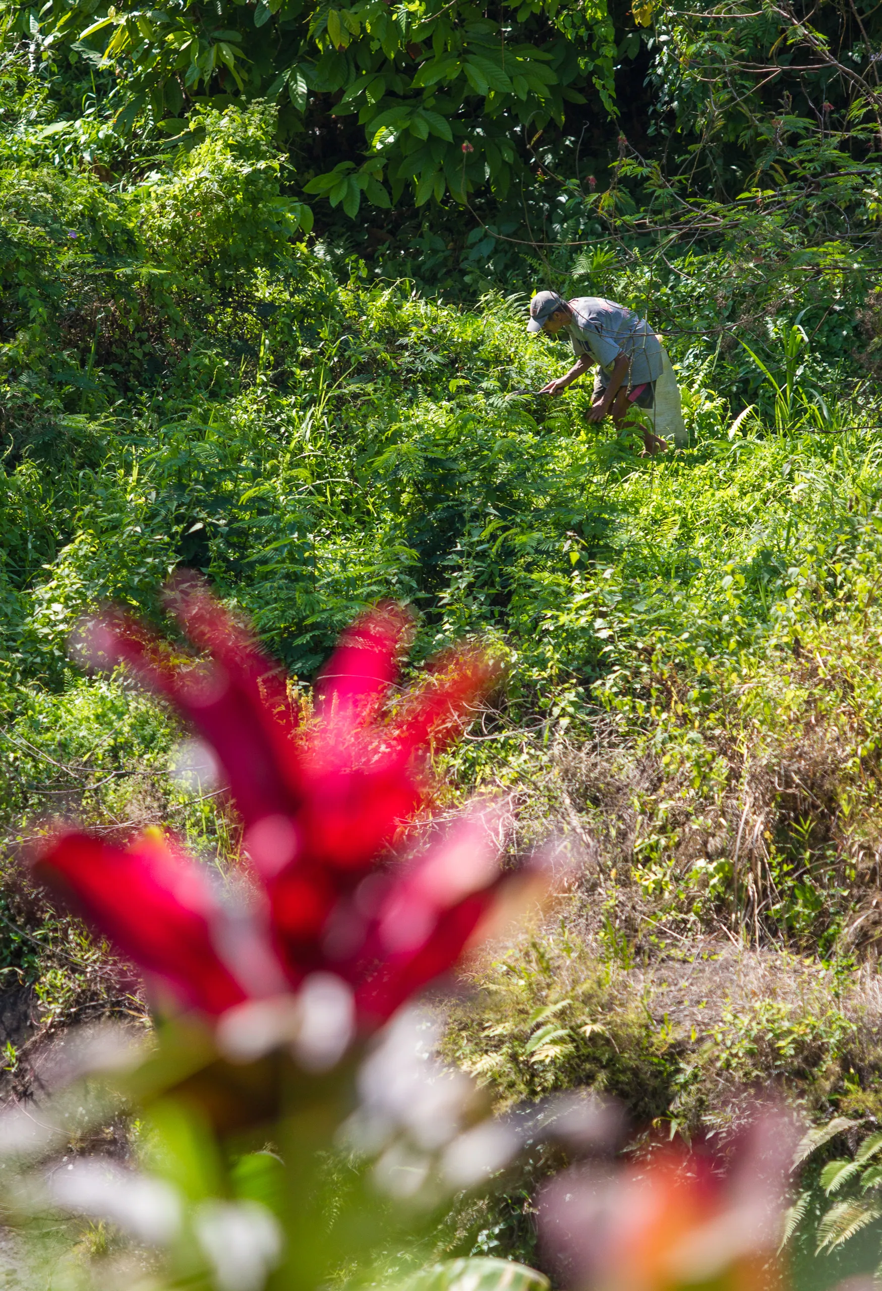 Rice Farmer, Sayan Valley