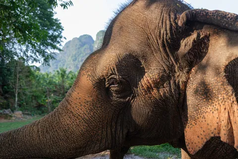 Khao Sok Elephant Sanctuary