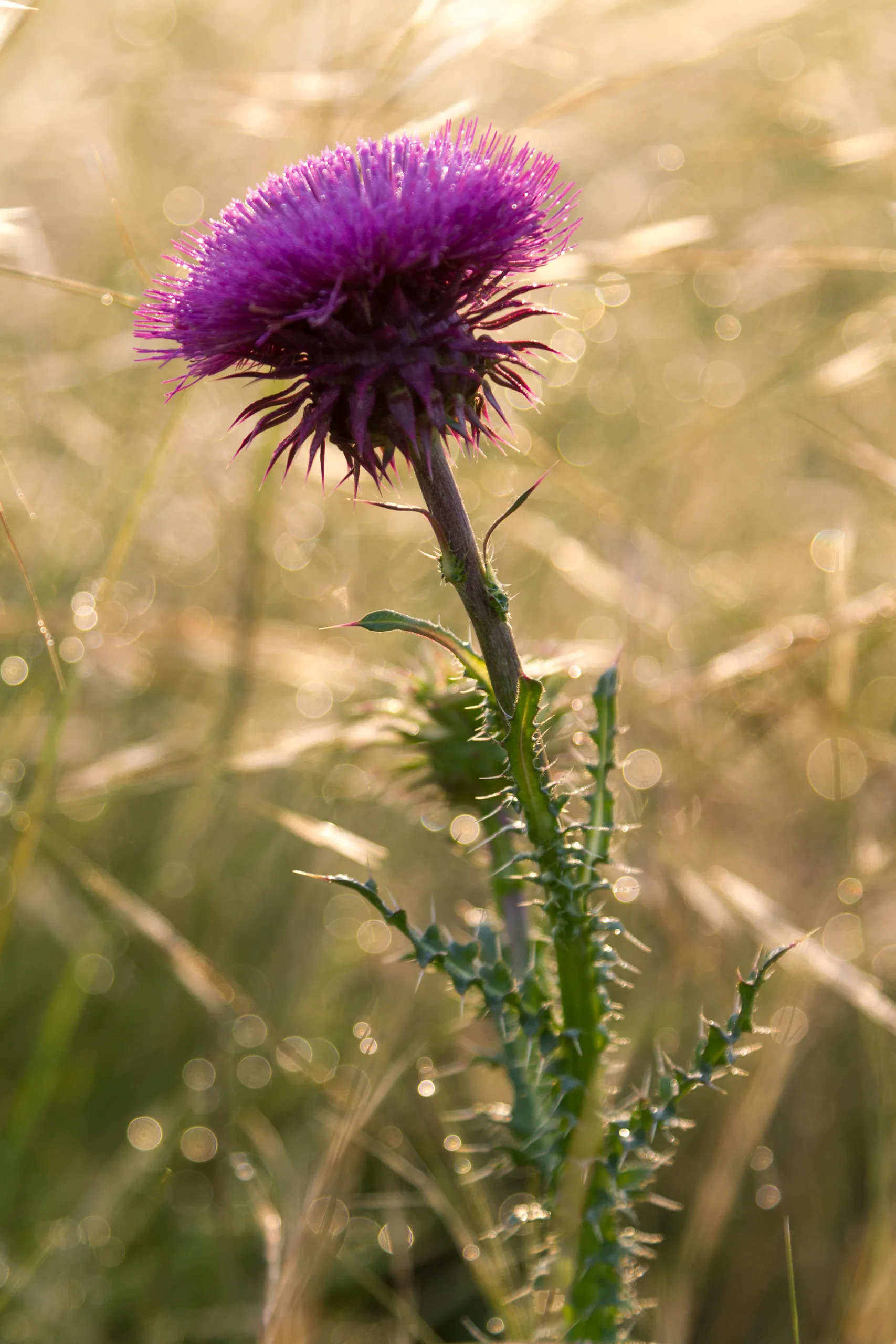 Thistle at Sunrise, Canyon Wren Ranch