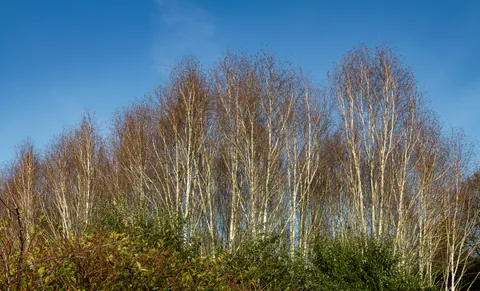 Birch, Winter Colour, Winter Garden at Anglesey Abbey