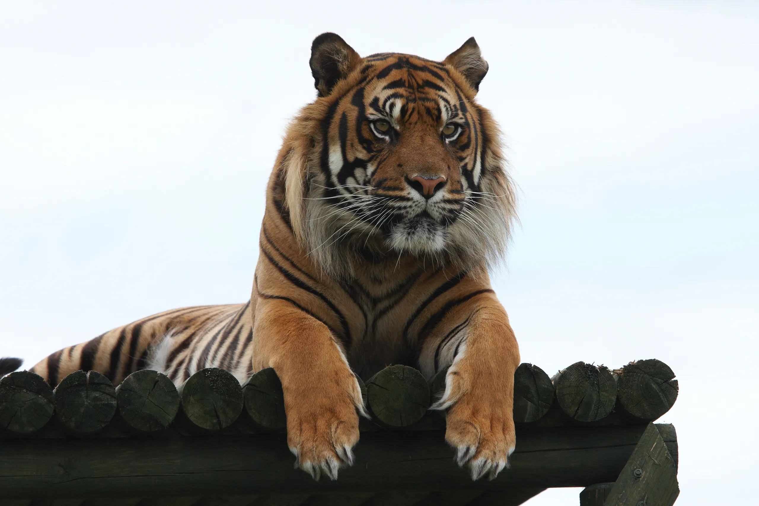 Tiger Life
