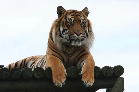 Tiger Life