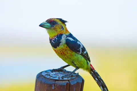Crested Barbet
