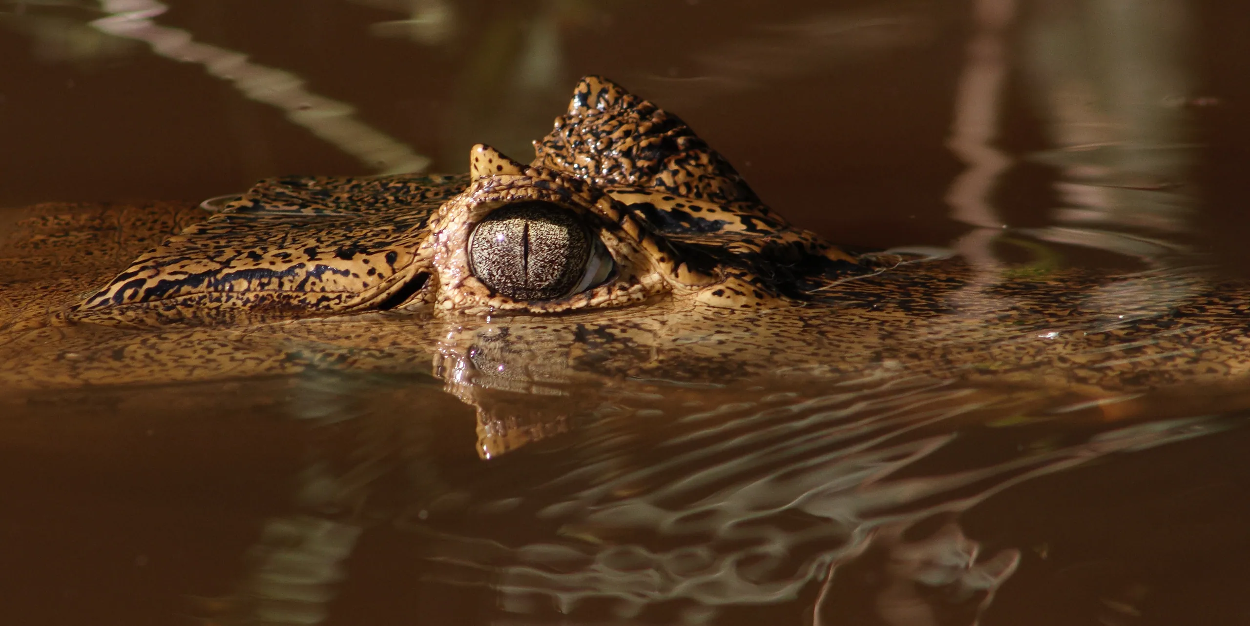 Caiman Eye Closeup
