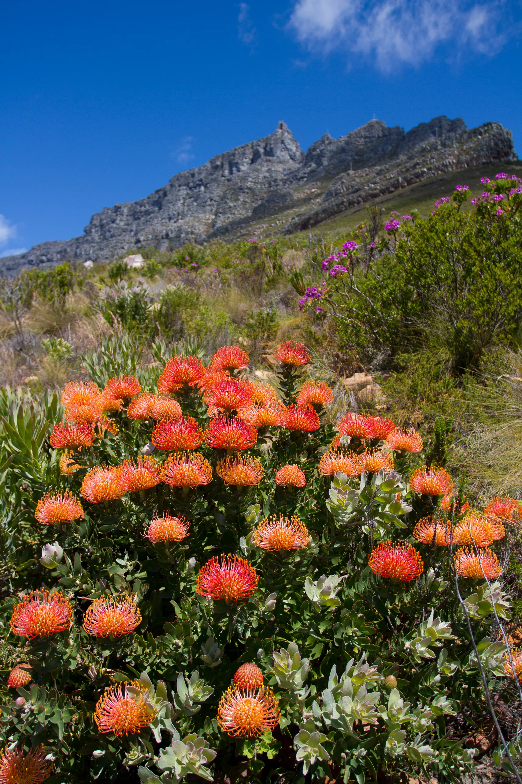 Fynbos Flowers on slope of Table Mountain