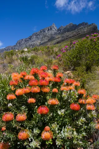 Fynbos Flowers on slope of Table Mountain