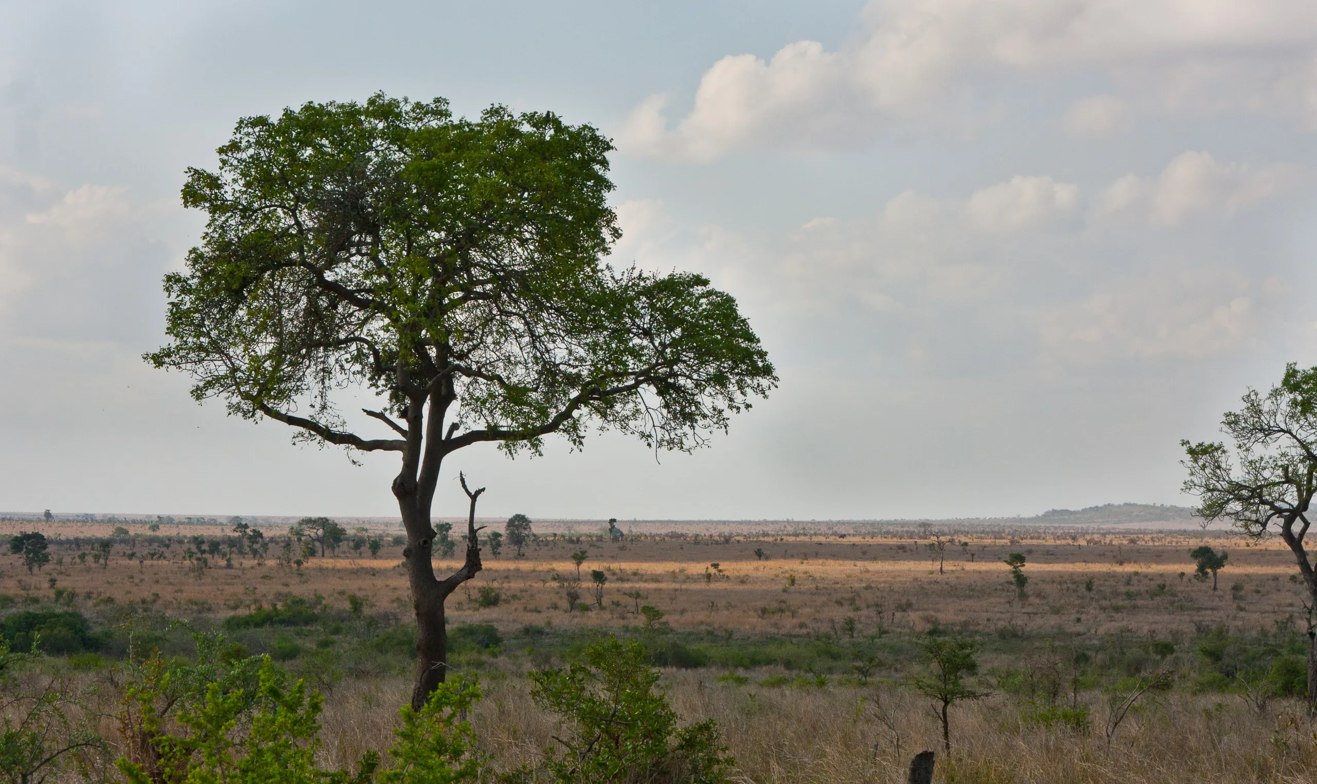 Kruger Park Landscape