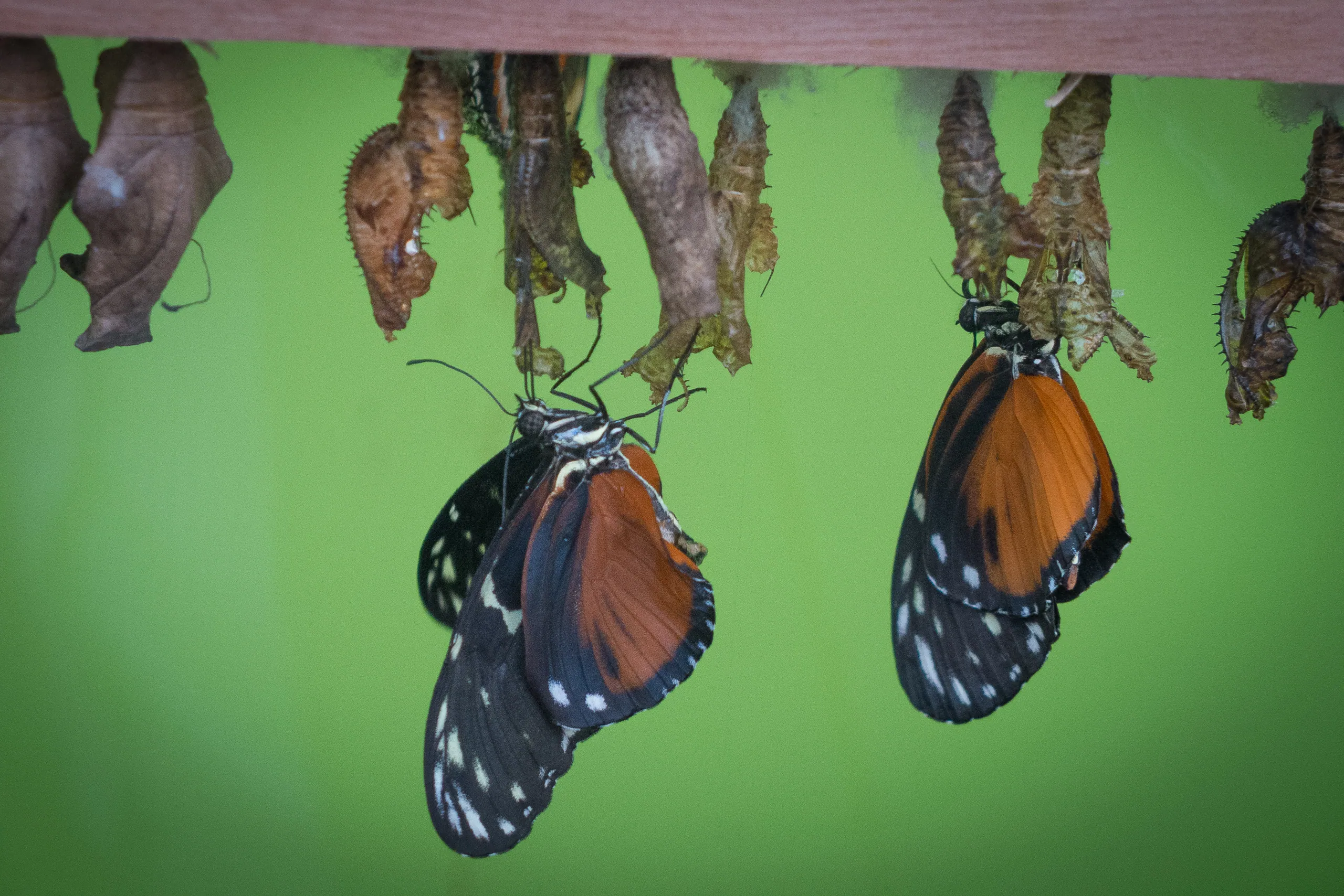 Butterflies emerging from their pupae