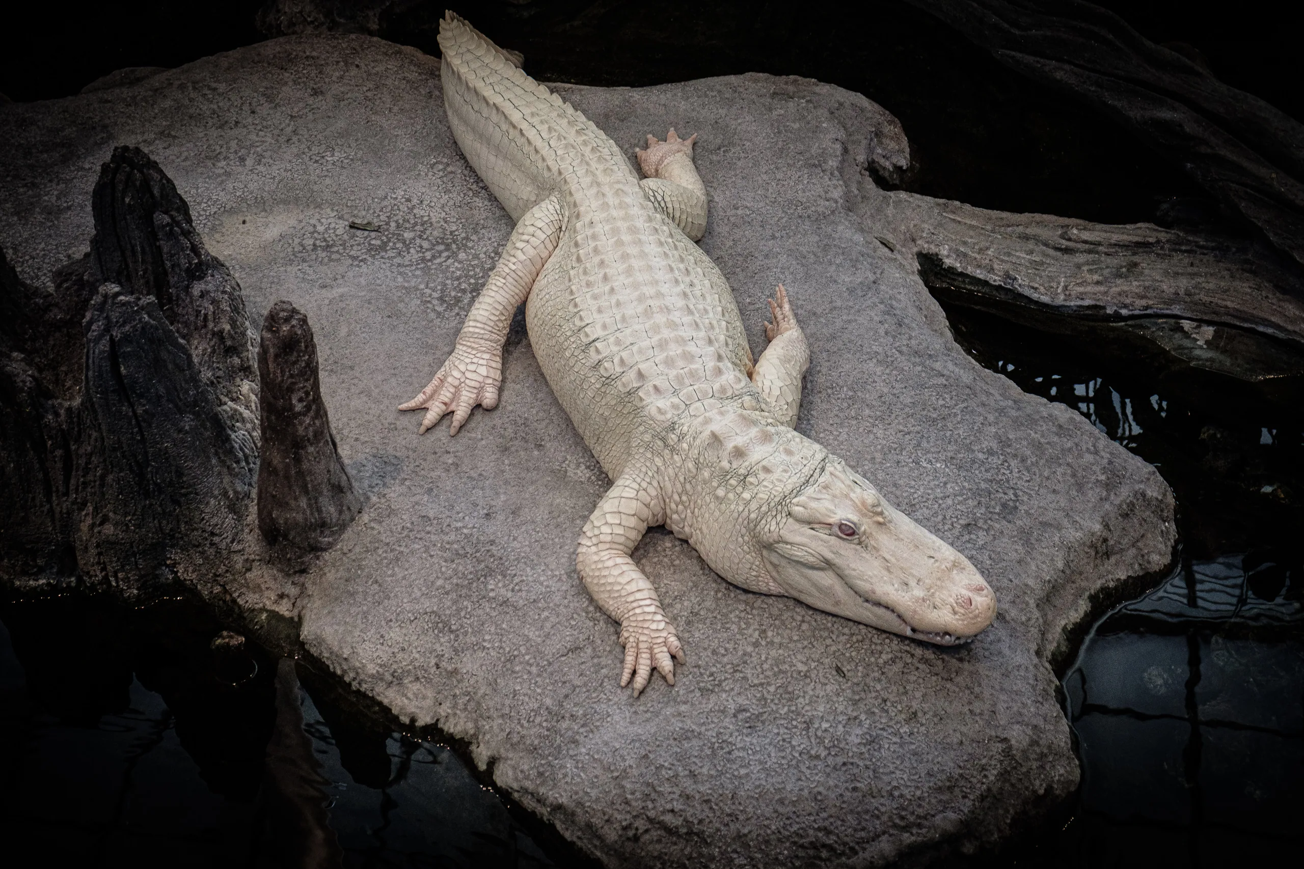 Albino Alligator - California Institute of Sciences