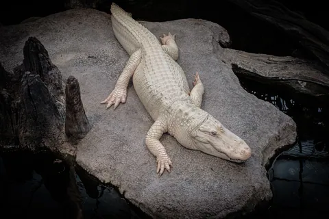 Albino Alligator - California Institute of Sciences
