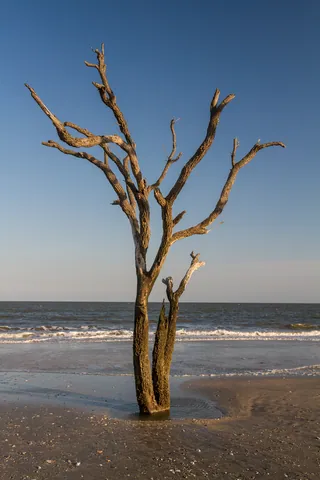 Botany Bay's Ghost Oaks