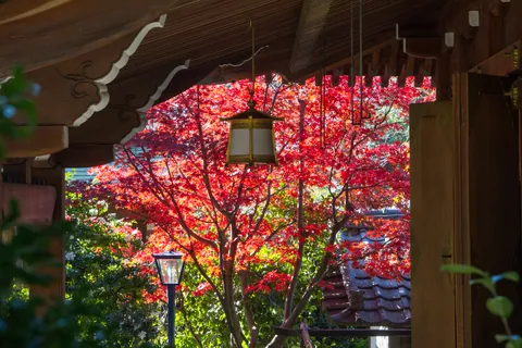 Shrine and autumn colours, Ueno Park