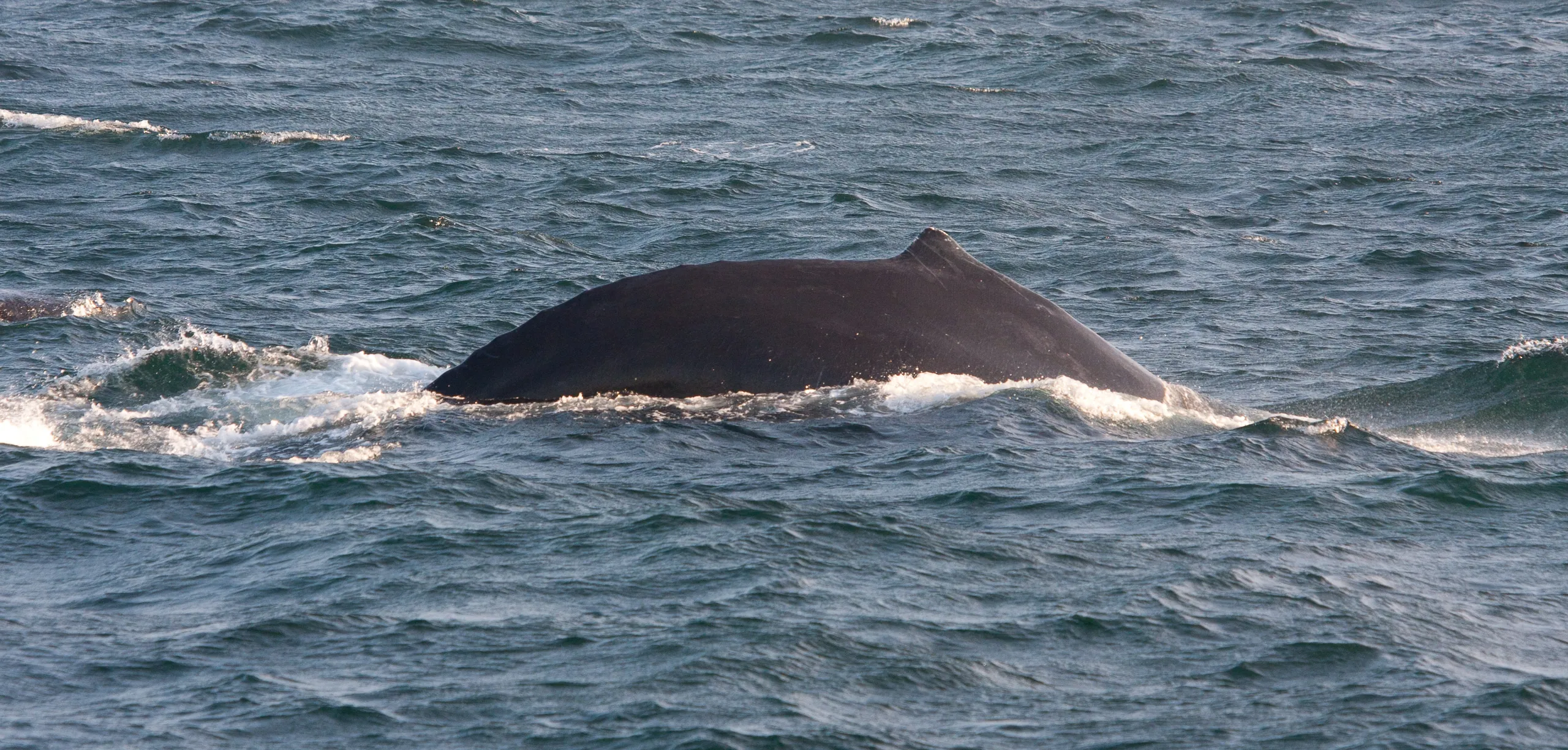 Humpback Whale, Stellwagen Bank