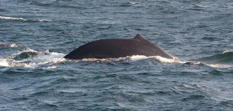 Humpback Whale, Stellwagen Bank
