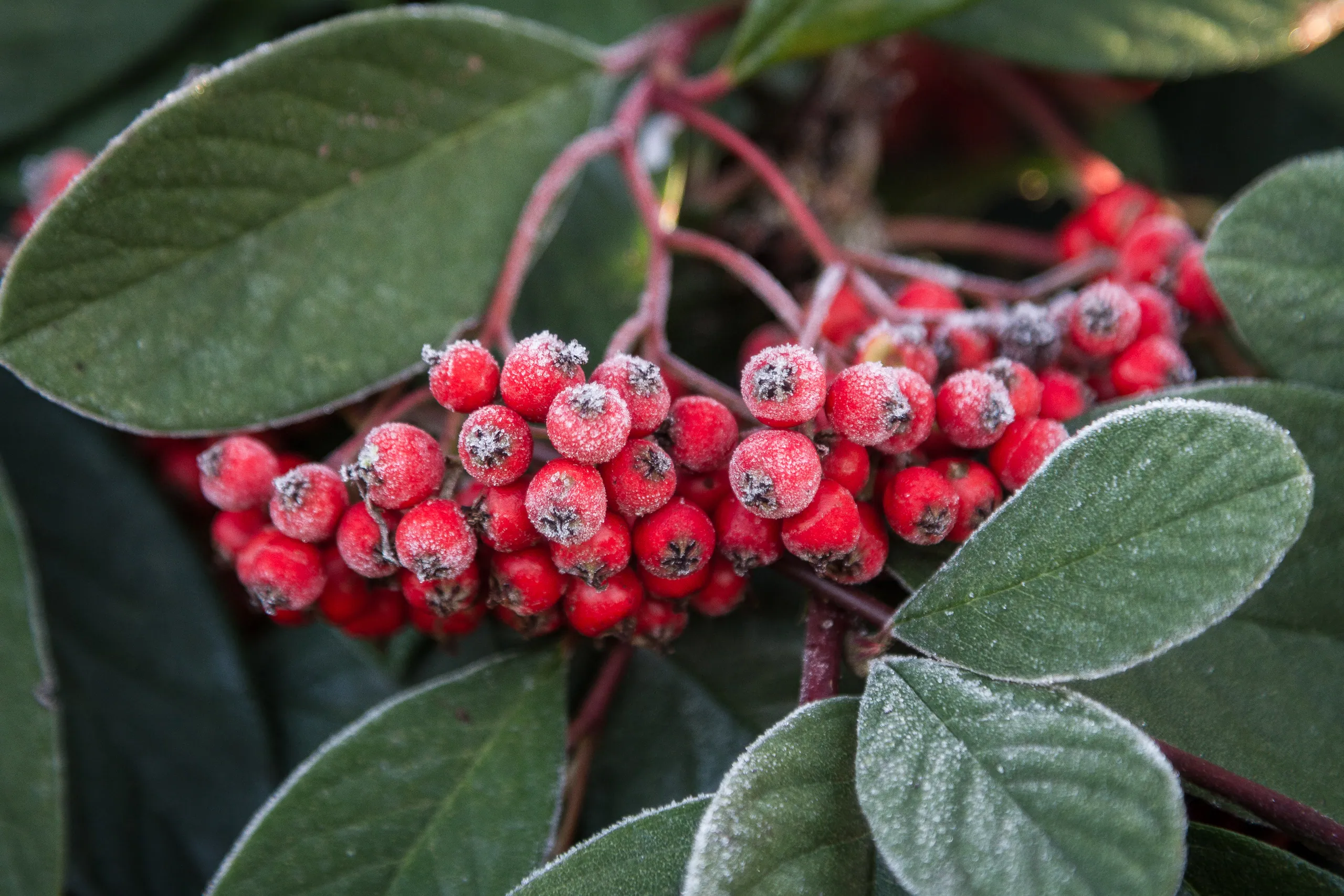 Frosty Berries, Winter Garden, Anglesey Abbey