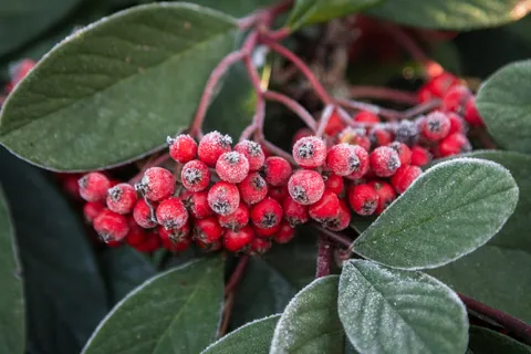 Frosty Berries, Winter Garden, Anglesey Abbey