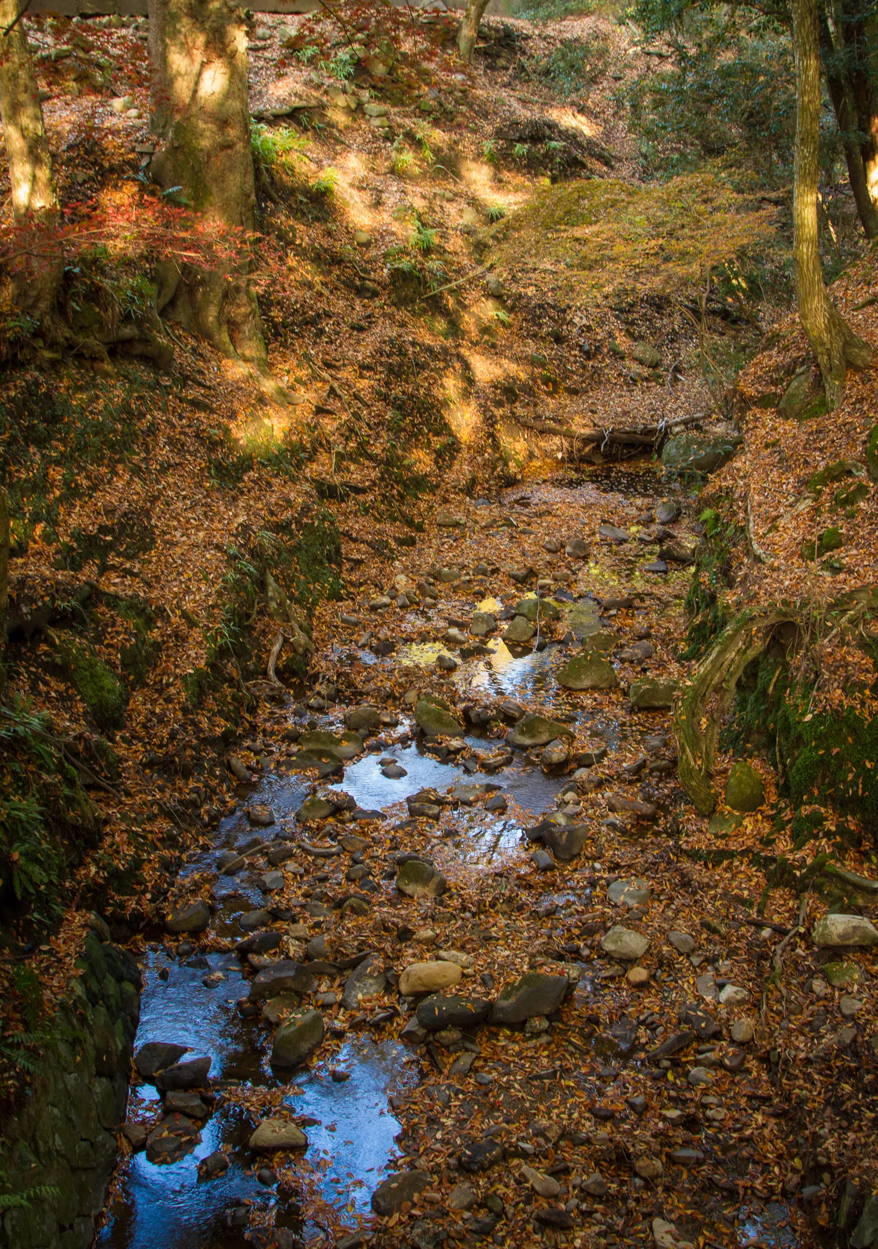 Lazy stream and autumn colours, Nara Park