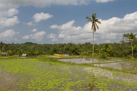 Rice Paddy in Kedewatan Village, Sayan Valley