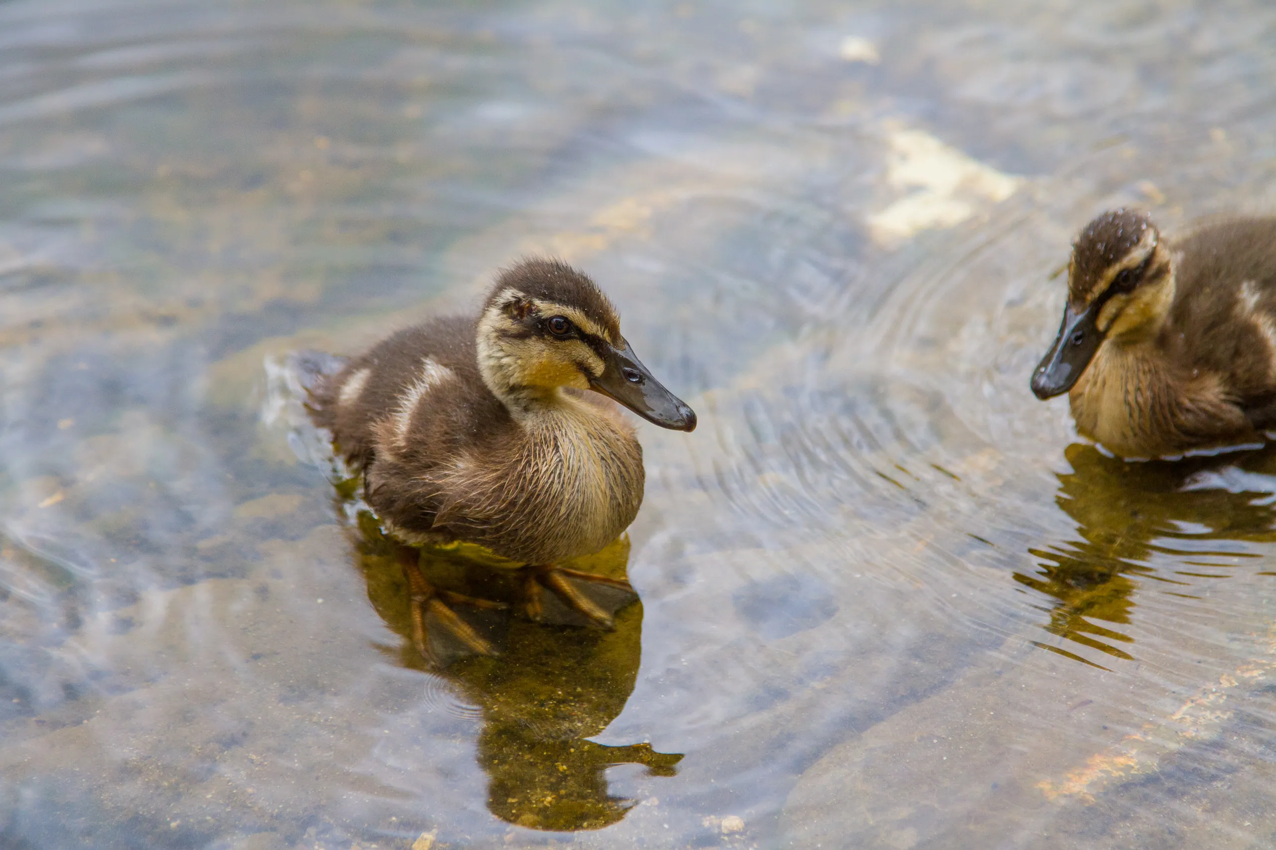 Ducklings in Brantome