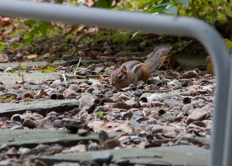 Chipmunk, Sears Point