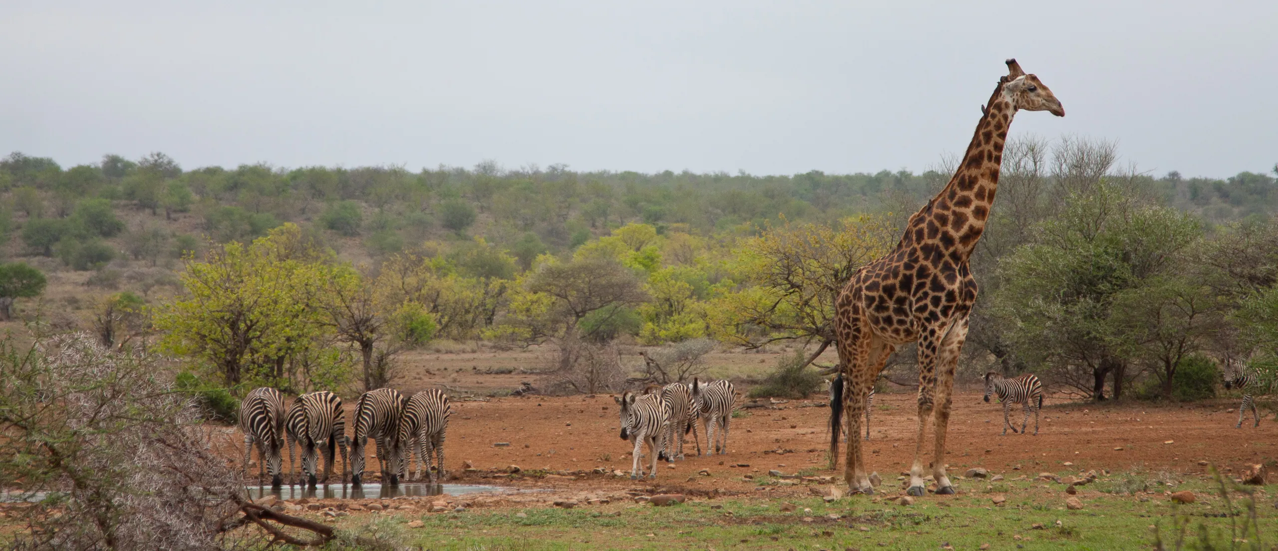 Zebra and Giraffe at a Watering Hole
