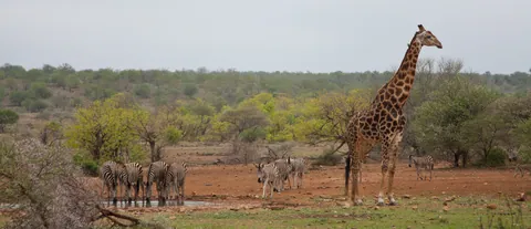 Zebra and Giraffe at a Watering Hole