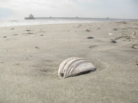 Beach Shell
