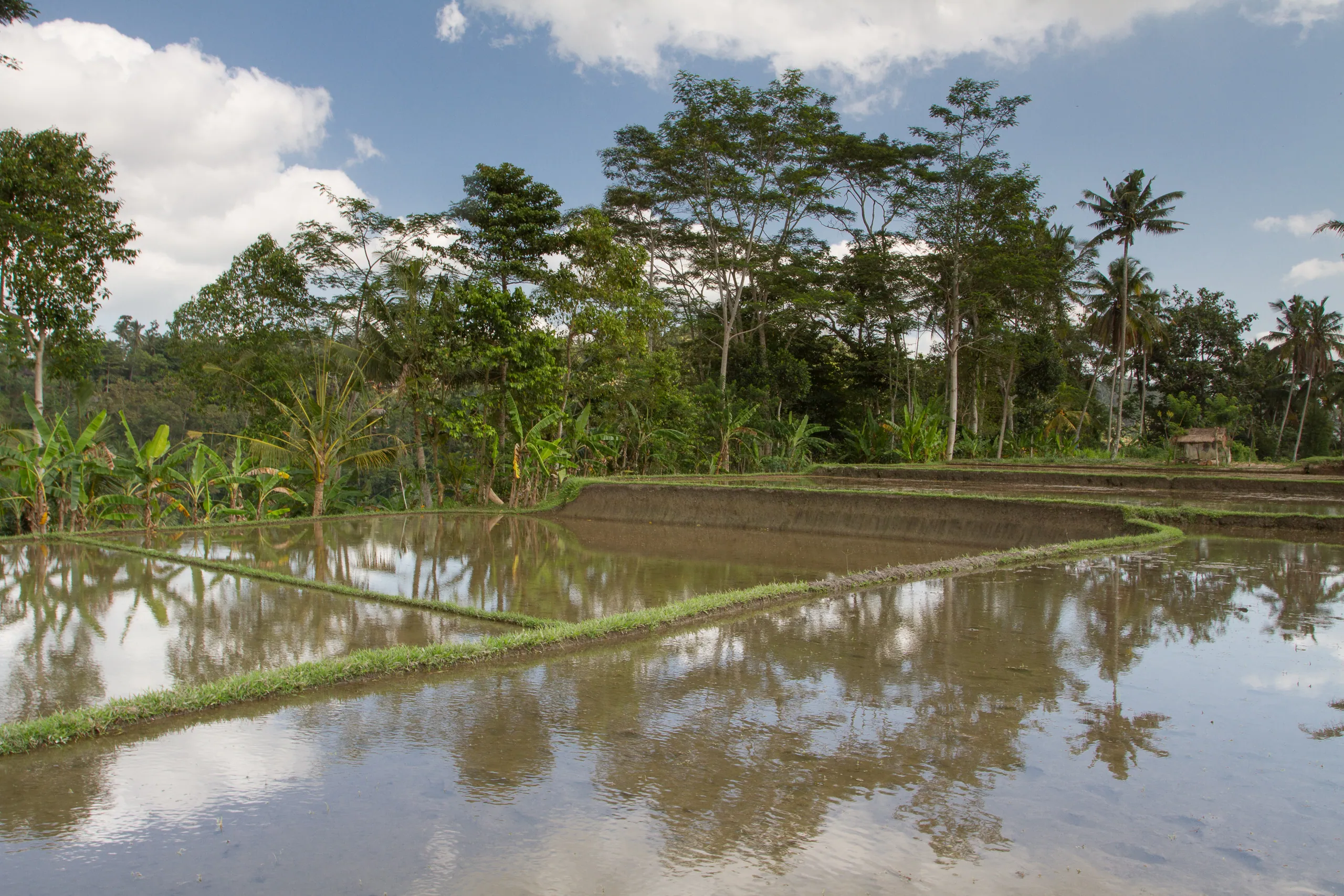 Rice Paddy in Kedewatan Village, Sayan Valley
