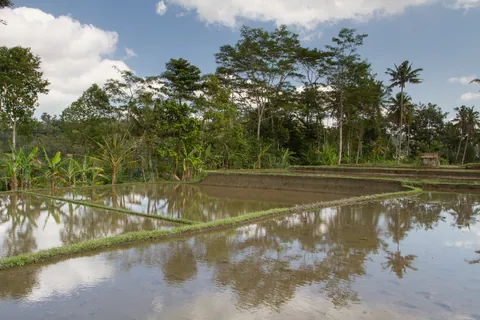Rice Paddy in Kedewatan Village, Sayan Valley