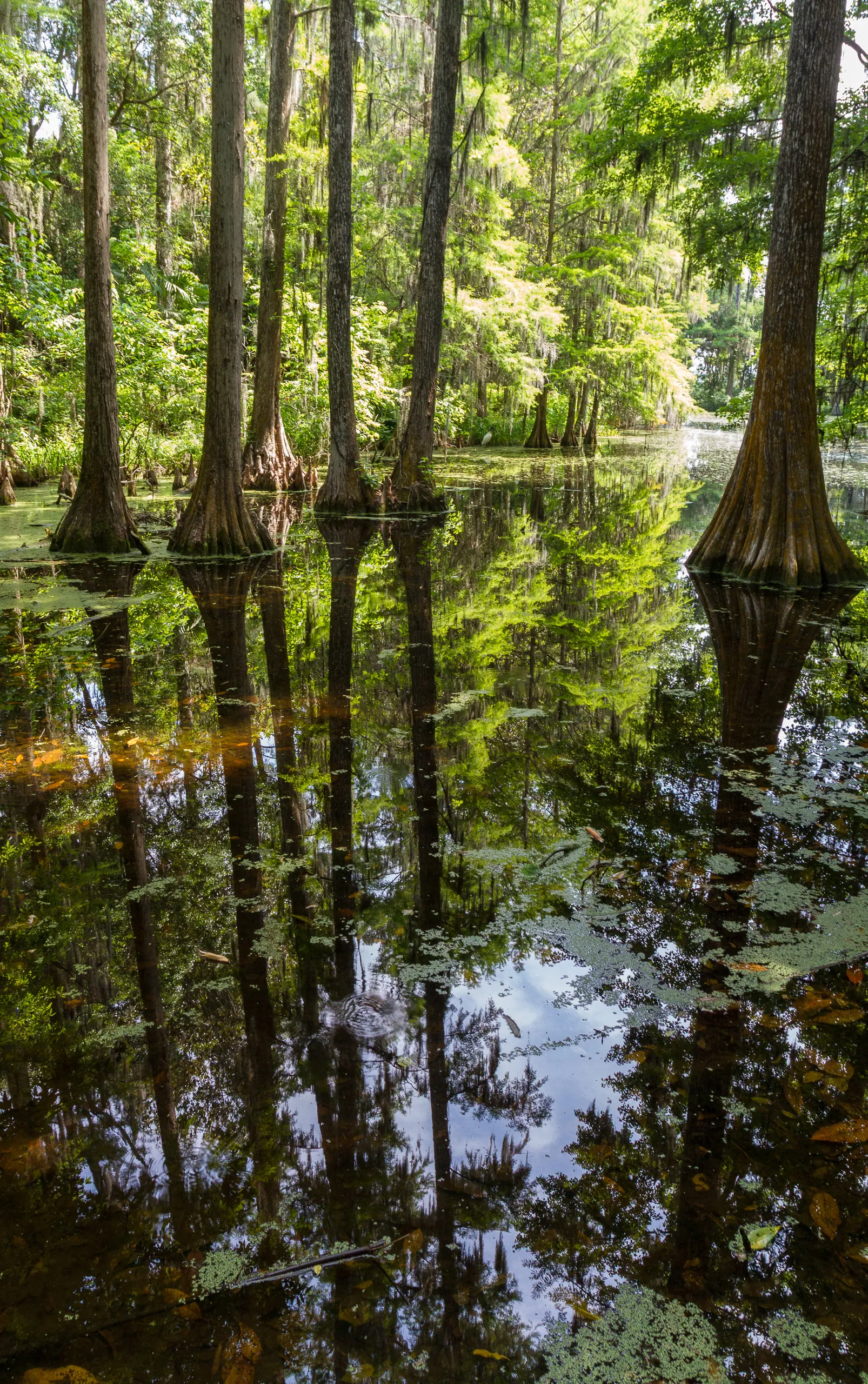 Cypress Pond, Middleton Place