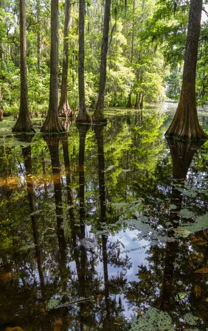 Cypress Pond, Middleton Place