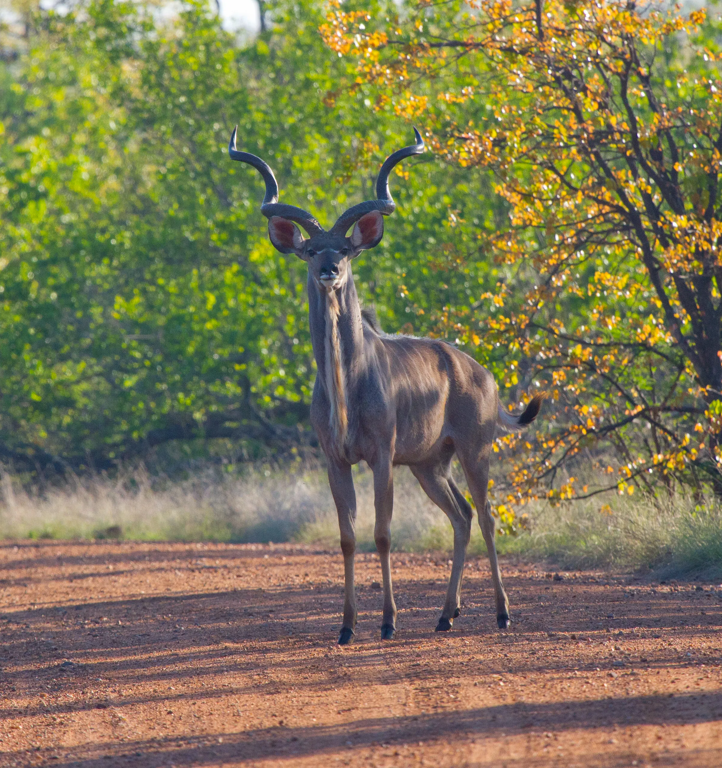 Kudu