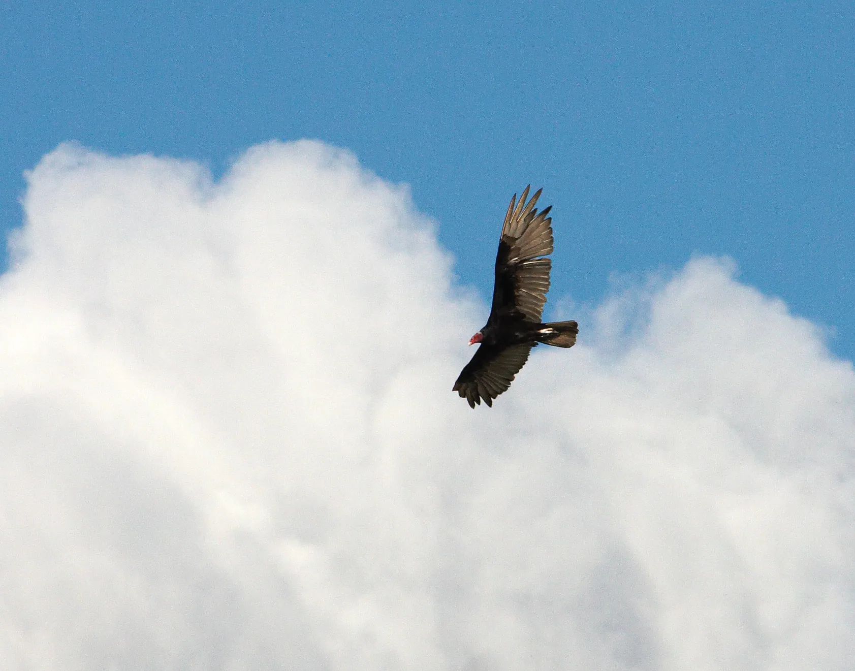 Black Vulture