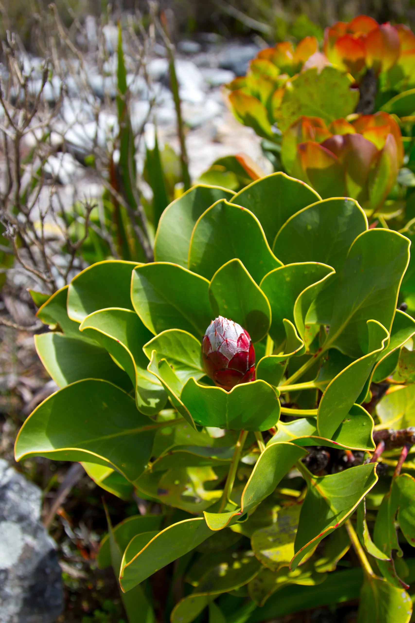 Table Mountan Fynbos Flower
