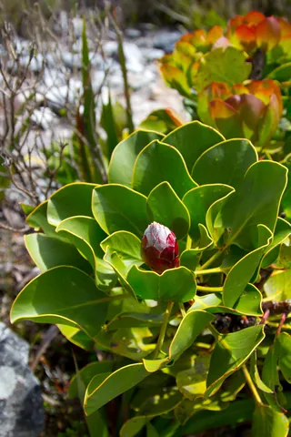 Table Mountan Fynbos Flower